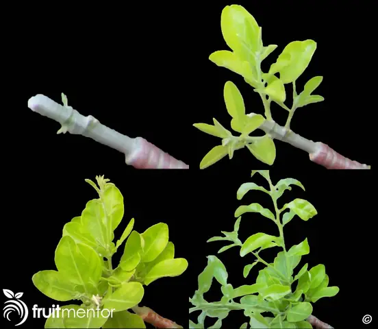 Hướng Dẫn Chi Tiết Cách Trồng Bưởi Ghép Thành Công Năng Suất Cao Hướng Dẫn Chi Tiết Cách Trồng Bưởi Ghép Thành Công Năng Suất Cao