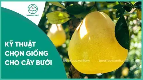 Hướng Dẫn Chi Tiết Cách Trồng Bưởi Ghép Thành Công Năng Suất Cao Hướng Dẫn Chi Tiết Cách Trồng Bưởi Ghép Thành Công Năng Suất Cao