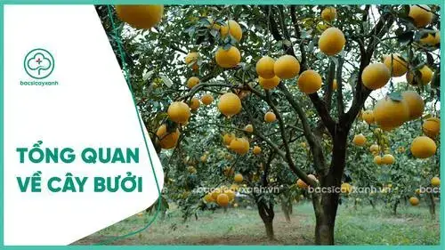 Hướng Dẫn Chi Tiết Cách Trồng Bưởi Ghép Thành Công Năng Suất Cao Hướng Dẫn Chi Tiết Cách Trồng Bưởi Ghép Thành Công Năng Suất Cao
