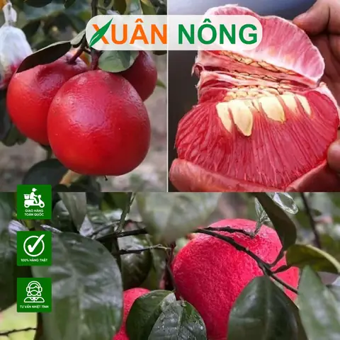 Cách Trồng Bưởi Tiến Vua: Hướng Dẫn Chi Tiết Từ A-Z Cho Trái Ngon, Năng Suất Cao Cách Trồng Bưởi Tiến Vua: Hướng Dẫn Chi Tiết Từ A-Z Cho Trái Ngon, Năng Suất Cao