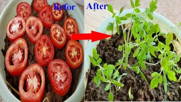 Cách Trồng Cà Chua Tại Nhà Chuẩn Chuyên Gia Cho Năng Suất Cao