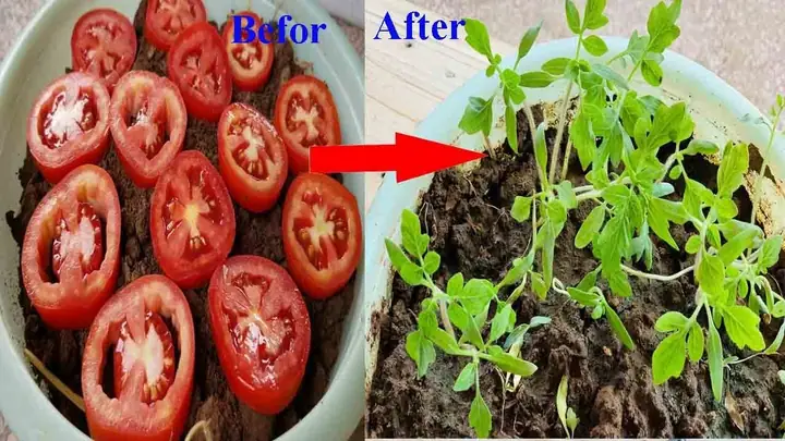 Cách Trồng Cà Chua Tại Nhà Chuẩn Chuyên Gia Cho Năng Suất Cao Cách Trồng Cà Chua Tại Nhà Chuẩn Chuyên Gia Cho Năng Suất Cao