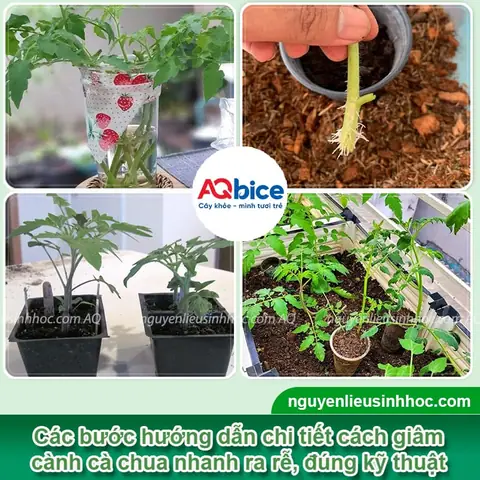 Cách Trồng Cà Chua Bằng Cành Hiệu Quả: Nhanh Ra Rễ, Sai Quả