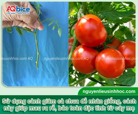 Cách Trồng Cà Chua Bằng Cành Hiệu Quả: Nhanh Ra Rễ, Sai Quả