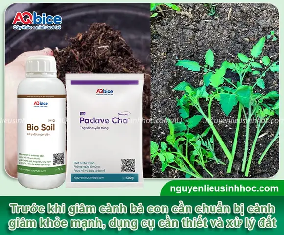 Cách Trồng Cà Chua Bằng Cành Hiệu Quả: Nhanh Ra Rễ, Sai Quả