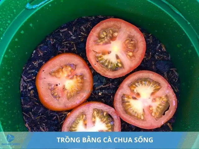 Cách Trồng Cà Chua Từ Quả Tại Nhà: Hướng Dẫn Chi Tiết Từ A-Z