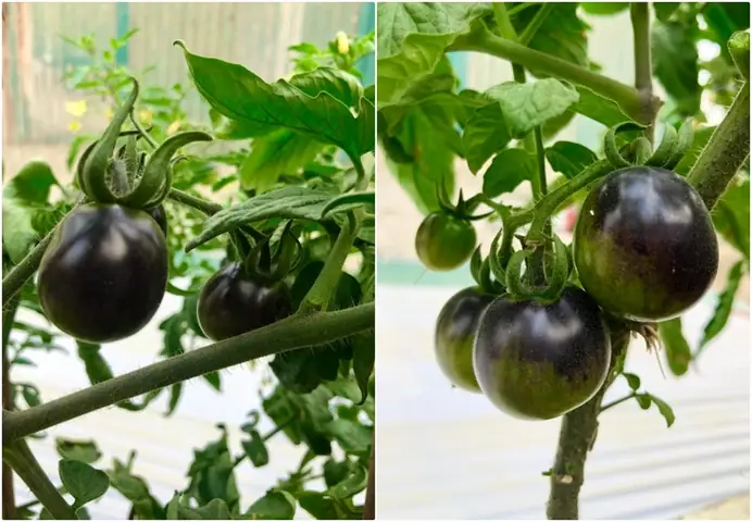 Hướng Dẫn Chi Tiết Cách Trồng Cà Chua Socola Tại Nhà Đạt Năng Suất Cao