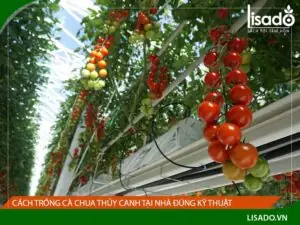 Cách Trồng Cà Chua Thủy Canh Tại Nhà Đơn Giản: Hướng Dẫn Từ A-Z