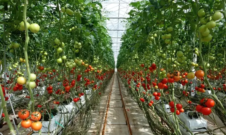 Cách Trồng Cà Chua Trái Cây Tại Nhà Cho Năng Suất Cao, Sai Quả
