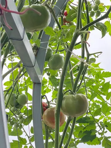 Bí Quyết Trồng Cà Chua Sai Trĩu Quả Trên Sân Thượng Đơn Giản, Hiệu Quả