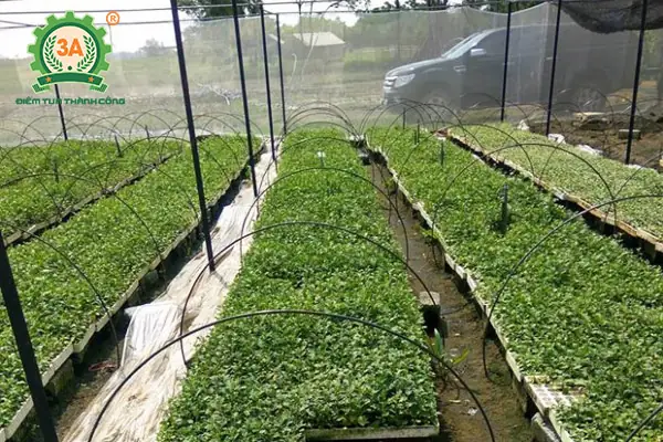 Hướng Dẫn Kỹ Thuật Trồng Cà Gai Leo Đơn Giản, Thu Lợi Nhuận Cao Hướng Dẫn Kỹ Thuật Trồng Cà Gai Leo Đơn Giản, Thu Lợi Nhuận Cao