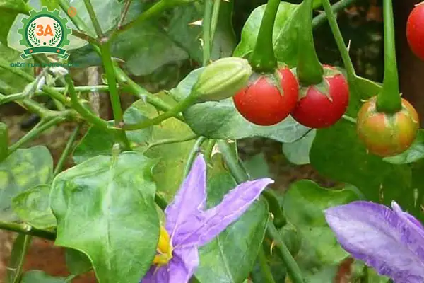 Hướng Dẫn Kỹ Thuật Trồng Cà Gai Leo Đơn Giản, Thu Lợi Nhuận Cao Hướng Dẫn Kỹ Thuật Trồng Cà Gai Leo Đơn Giản, Thu Lợi Nhuận Cao