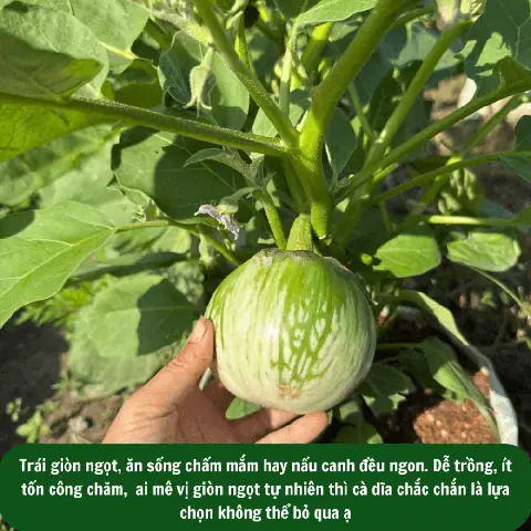 Cách Trồng Cà Ngọt Đơn Giản Cho Năng Suất Cao Tại Nhà Cách Trồng Cà Ngọt Đơn Giản Cho Năng Suất Cao Tại Nhà