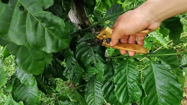 Cách Trồng Cà Phê Cho Năng Suất Cao: Hướng Dẫn Kỹ Thuật Chi Tiết