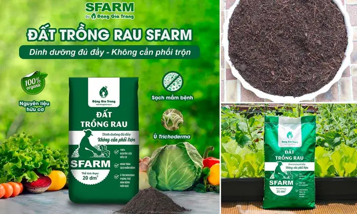 Hướng Dẫn Chi Tiết Cách Trồng Cà Rốt Tròn Tại Nhà Cho Người Mới Bắt Đầu Hướng Dẫn Chi Tiết Cách Trồng Cà Rốt Tròn Tại Nhà Cho Người Mới Bắt Đầu