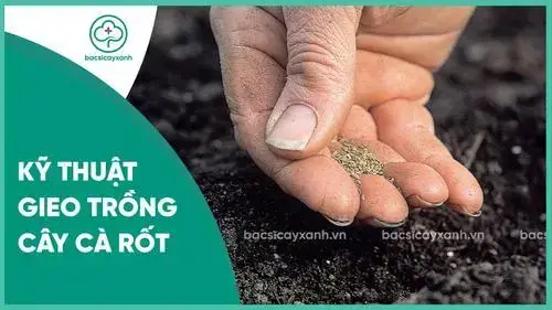 Hướng Dẫn Chi Tiết Cách Trồng Cà Rốt Từ Hạt Tại Nhà Đơn Giản Cho Năng Suất Cao