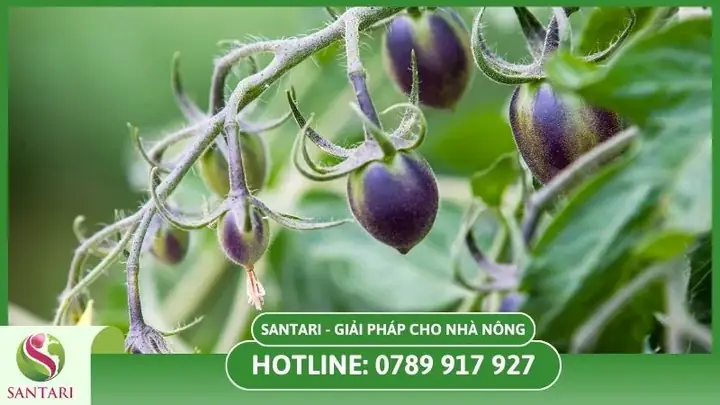 Cách Trồng Cà Tím Từ Hạt Tại Nhà: Hướng Dẫn Chi Tiết Cho Người Mới Bắt Đầu Cách Trồng Cà Tím Từ Hạt Tại Nhà: Hướng Dẫn Chi Tiết Cho Người Mới Bắt Đầu
