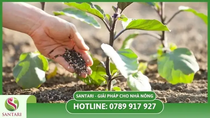 Cách Trồng Cà Tím Từ Hạt Tại Nhà: Hướng Dẫn Chi Tiết Cho Người Mới Bắt Đầu Cách Trồng Cà Tím Từ Hạt Tại Nhà: Hướng Dẫn Chi Tiết Cho Người Mới Bắt Đầu