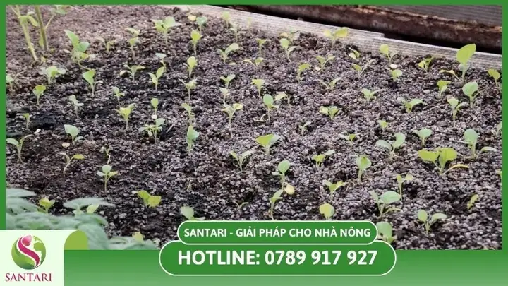 Cách Trồng Cà Tím Từ Hạt Tại Nhà: Hướng Dẫn Chi Tiết Cho Người Mới Bắt Đầu Cách Trồng Cà Tím Từ Hạt Tại Nhà: Hướng Dẫn Chi Tiết Cho Người Mới Bắt Đầu