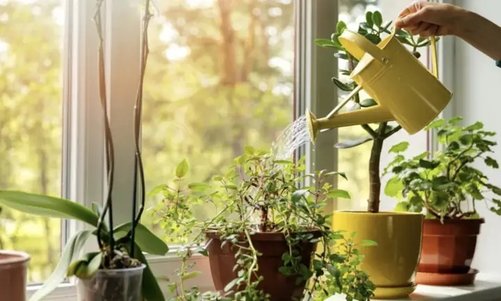 Hướng Dẫn Chi Tiết Cách Trồng Các Loại Cây Phổ Biến: Từ A-Z Hướng Dẫn Chi Tiết Cách Trồng Các Loại Cây Phổ Biến: Từ A-Z