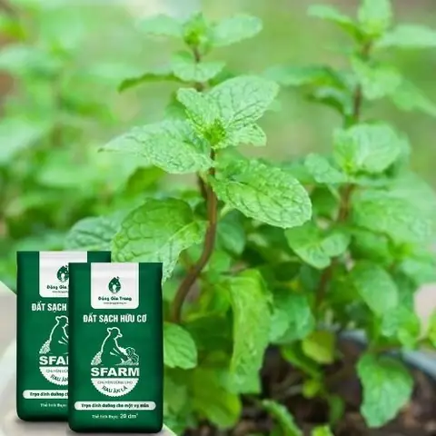 Hướng Dẫn Chi Tiết Cách Trồng Các Loại Rau Tại Nhà Cho Người Mới Bắt Đầu