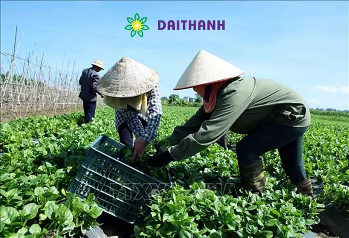 Hướng Dẫn Chi Tiết Cách Trồng Các Loại Rau Tại Nhà Cho Người Mới Bắt Đầu