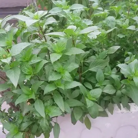 Hướng Dẫn Chi Tiết Cách Trồng Các Loại Rau Tại Nhà Cho Người Mới Bắt Đầu