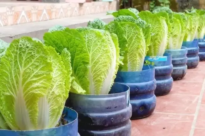 Hướng Dẫn Chi Tiết Cách Trồng Cải Bắp Thảo Tại Nhà Cho Năng Suất Cao Hướng Dẫn Chi Tiết Cách Trồng Cải Bắp Thảo Tại Nhà Cho Năng Suất Cao