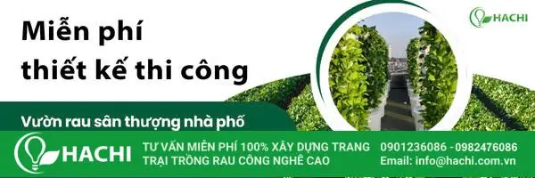 Hướng Dẫn Cách Trồng Cải Bẹ, Cải Ngọt Tại Nhà (đất & Thủy Canh): Từ A-Z Cho Người Mới Bắt Đầu