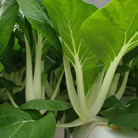 Cách Trồng Cải Bẹ Trắng Tại Nhà: Hướng Dẫn Chi Tiết Từ A-Z Cách Trồng Cải Bẹ Trắng Tại Nhà: Hướng Dẫn Chi Tiết Từ A-Z