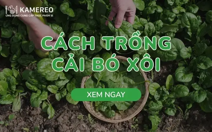 Cách Trồng Cải Bó Xôi Chịu Nhiệt Tại Nhà Trong Mùa Hè