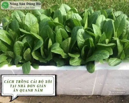Cách Trồng Cải Bó Xôi Chịu Nhiệt Tại Nhà Trong Mùa Hè
