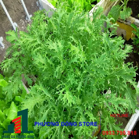 Hướng Dẫn Trồng Cải Đuôi Phụng: Từ A-Z Cho Người Mới Bắt Đầu Hướng Dẫn Trồng Cải Đuôi Phụng: Từ A-Z Cho Người Mới Bắt Đầu