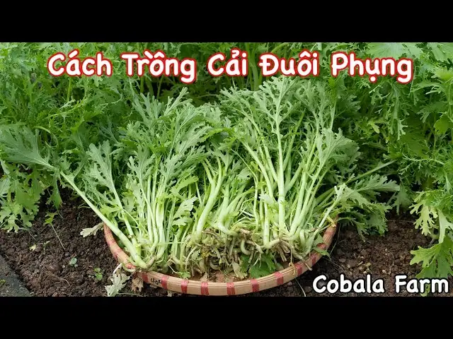 Hướng Dẫn Trồng Cải Đuôi Phụng: Từ A-Z Cho Người Mới Bắt Đầu Hướng Dẫn Trồng Cải Đuôi Phụng: Từ A-Z Cho Người Mới Bắt Đầu