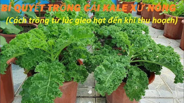 Hướng Dẫn Trồng Và Chăm Sóc Cải Kale Tại Nhà Hiệu Quả, Thu Hoạch Quanh Năm