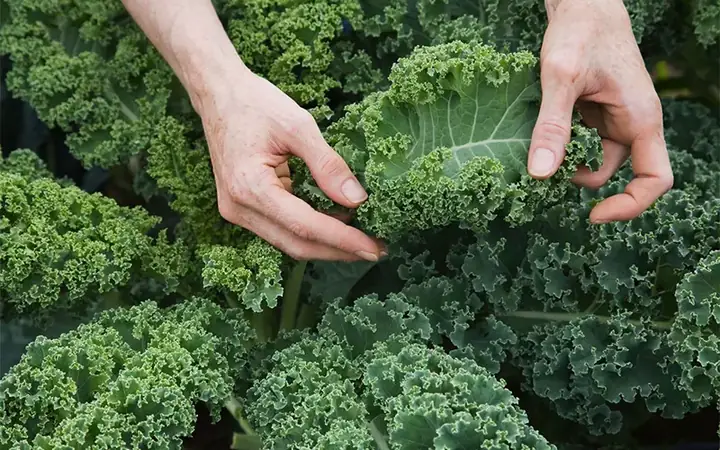 Hướng Dẫn Trồng Và Chăm Sóc Cải Kale Tại Nhà Hiệu Quả, Thu Hoạch Quanh Năm