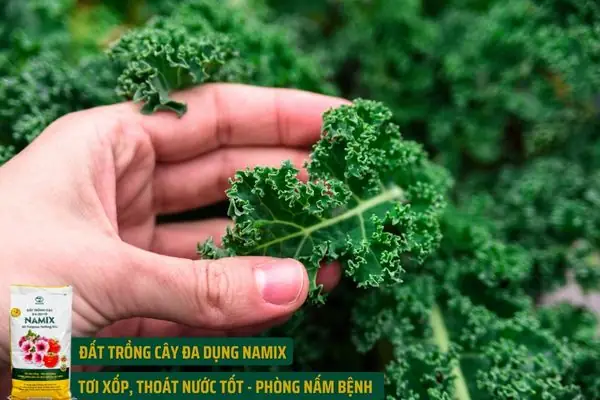 Hướng Dẫn Trồng Và Chăm Sóc Cải Kale Tại Nhà Hiệu Quả, Thu Hoạch Quanh Năm
