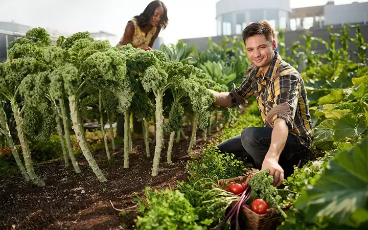 Hướng Dẫn Trồng Và Chăm Sóc Cải Kale Tại Nhà Hiệu Quả, Thu Hoạch Quanh Năm