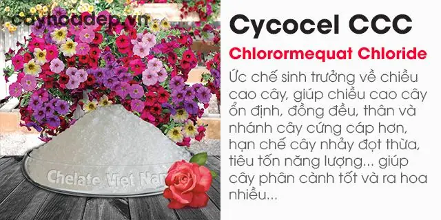 Cách Trồng Cải Ngọt Bằng Gốc Tại Nhà: Gieo Hạt Hay Cấy Cây Con?