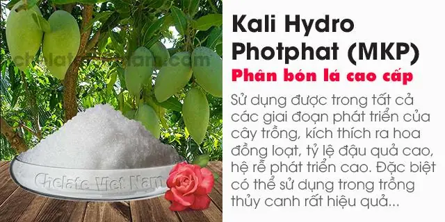 Cách Trồng Cải Ngọt Bằng Gốc Tại Nhà: Gieo Hạt Hay Cấy Cây Con?