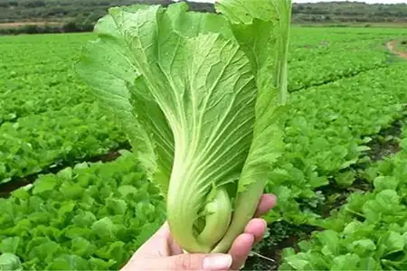 Cách Trồng Cải Ngọt Bằng Gốc Tại Nhà: Gieo Hạt Hay Cấy Cây Con?