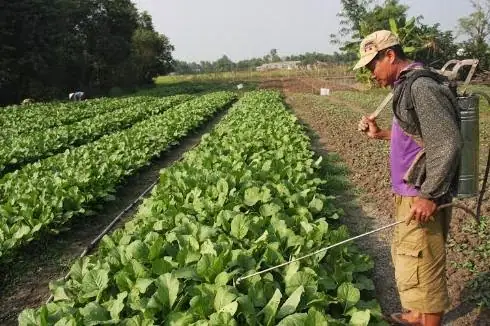 Cách Trồng Cải Ngọt Bằng Gốc Tại Nhà: Gieo Hạt Hay Cấy Cây Con?
