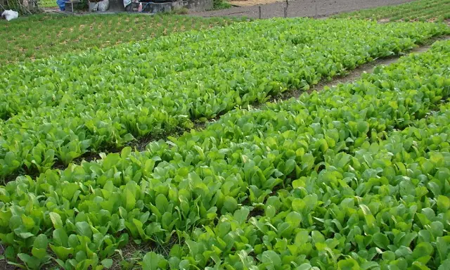 Cách Trồng Cải Ngọt Bằng Gốc Tại Nhà: Gieo Hạt Hay Cấy Cây Con?