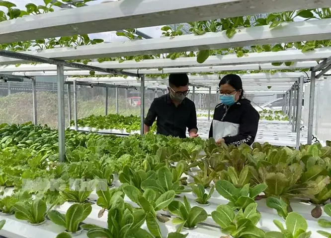 Cách Trồng Cải Thìa Thủy Canh Tại Nhà: Hướng Dẫn Từ Hạt Đến Thu Hoạch