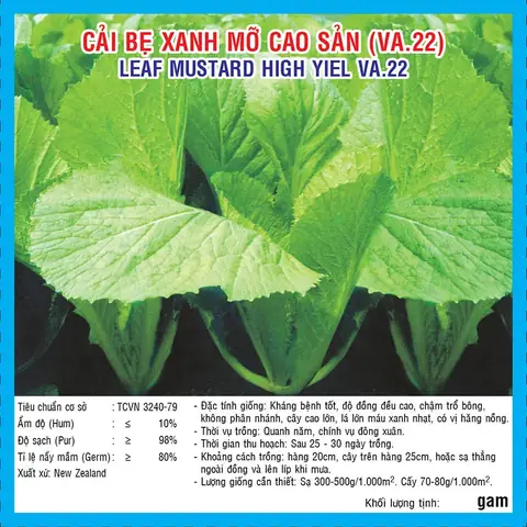 Hướng Dẫn Trồng Cải Bẹ Xanh Mỡ Tại Nhà Đơn Giản Cho Rau Sạch Quanh Năm Hướng Dẫn Trồng Cải Bẹ Xanh Mỡ Tại Nhà Đơn Giản Cho Rau Sạch Quanh Năm