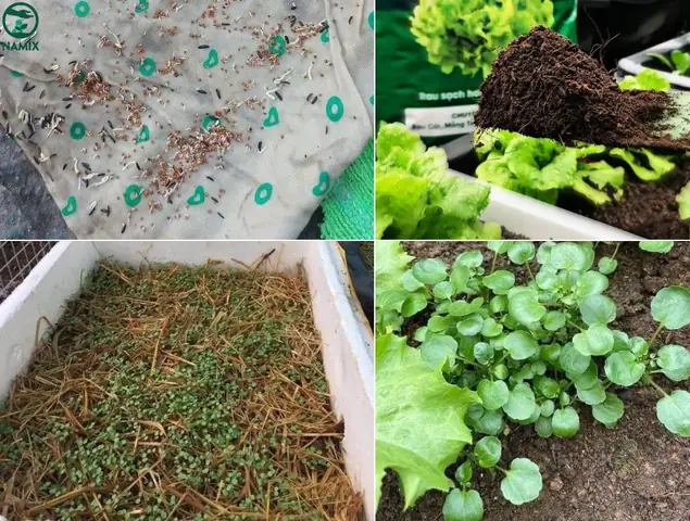 Cách Trồng Cải Xoong Tại Nhà: Hướng Dẫn Chi Tiết Từ A-Z Cách Trồng Cải Xoong Tại Nhà: Hướng Dẫn Chi Tiết Từ A-Z