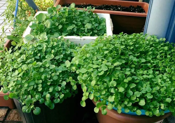 Cách Trồng Cải Xoong Tại Nhà: Hướng Dẫn Chi Tiết Từ A-Z Cách Trồng Cải Xoong Tại Nhà: Hướng Dẫn Chi Tiết Từ A-Z