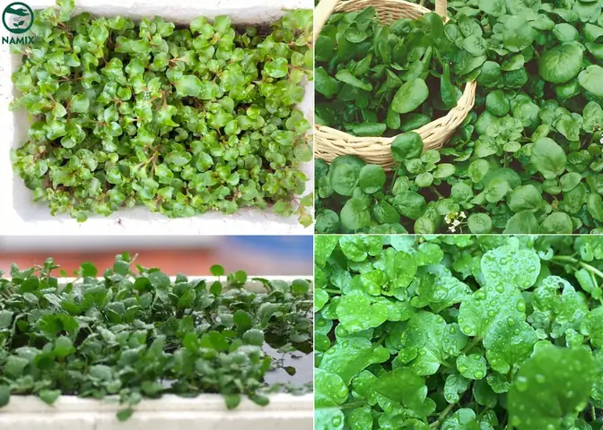 Cách Trồng Cải Xoong Tại Nhà: Hướng Dẫn Chi Tiết Từ A-Z Cách Trồng Cải Xoong Tại Nhà: Hướng Dẫn Chi Tiết Từ A-Z