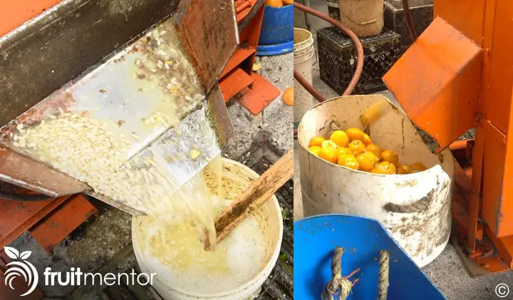 Cách Trồng Cam Bằng Hạt: Hướng Dẫn Chi Tiết Từ A-Z Cách Trồng Cam Bằng Hạt: Hướng Dẫn Chi Tiết Từ A-Z
