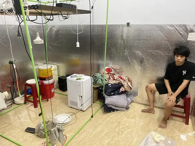 Hướng Dẫn Chi Tiết Cách Trồng Cần Sa Tại Nhà Và Những Lưu Ý Quan Trọng Hướng Dẫn Chi Tiết Cách Trồng Cần Sa Tại Nhà Và Những Lưu Ý Quan Trọng